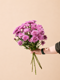 Chrysanthemum spray