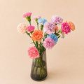 Carnation