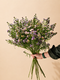 Aster
