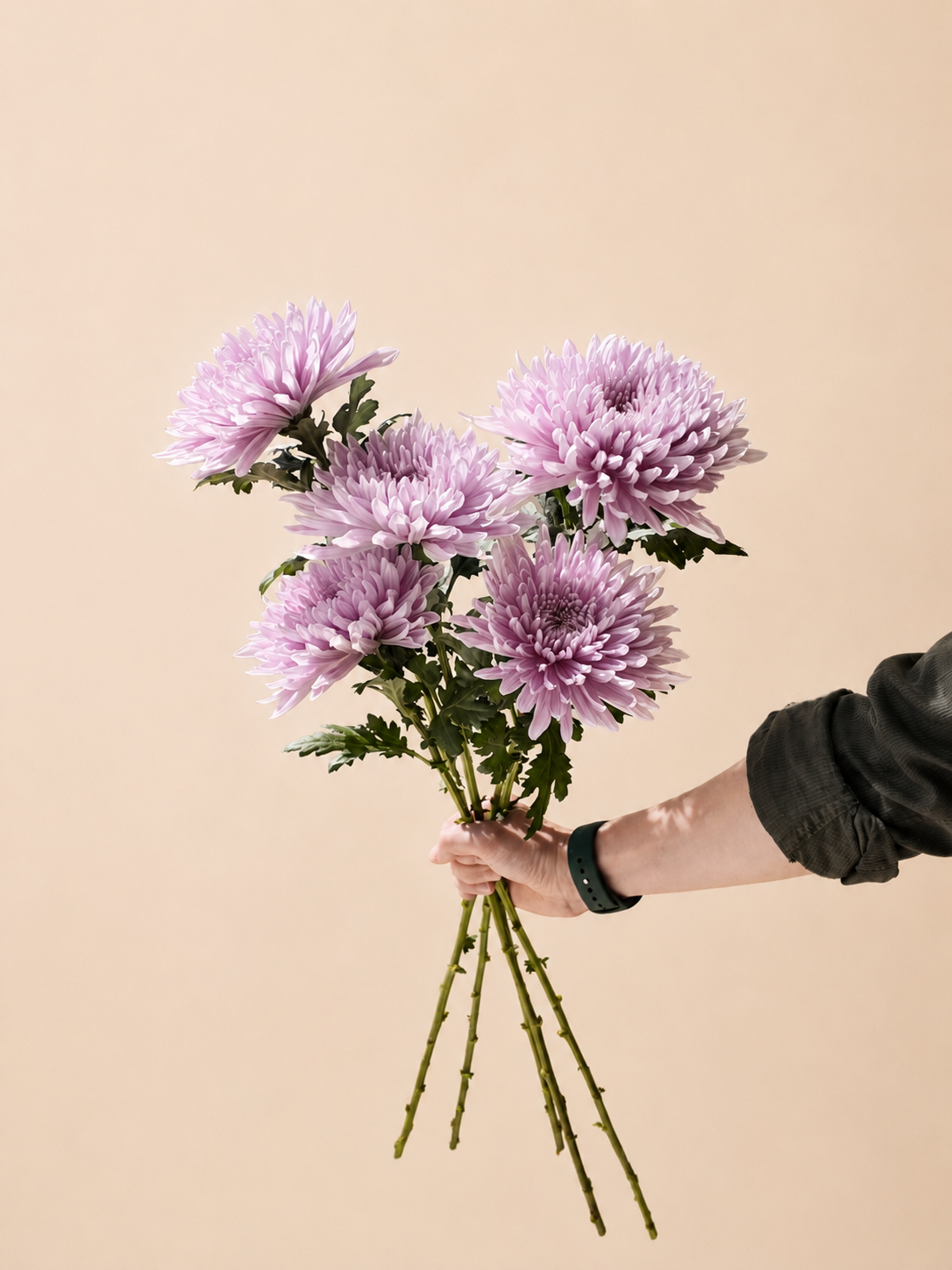 Chrysanthemum