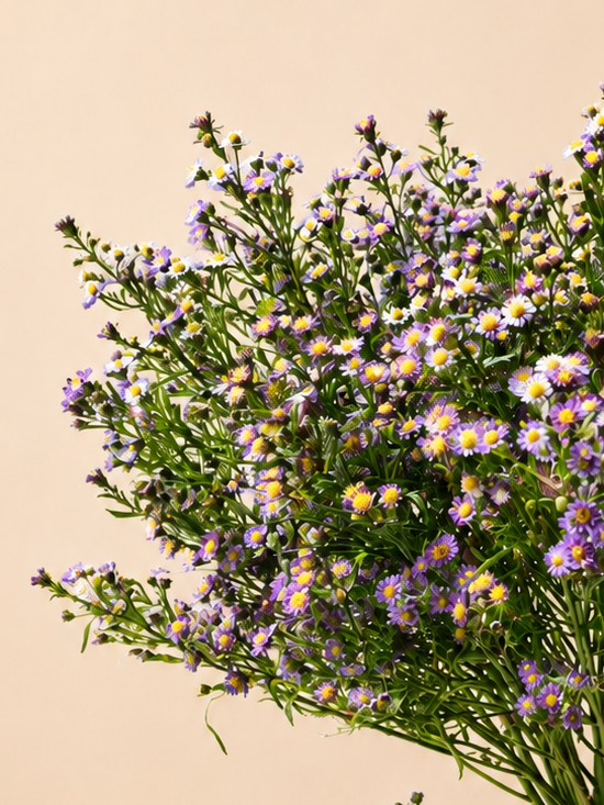 Aster