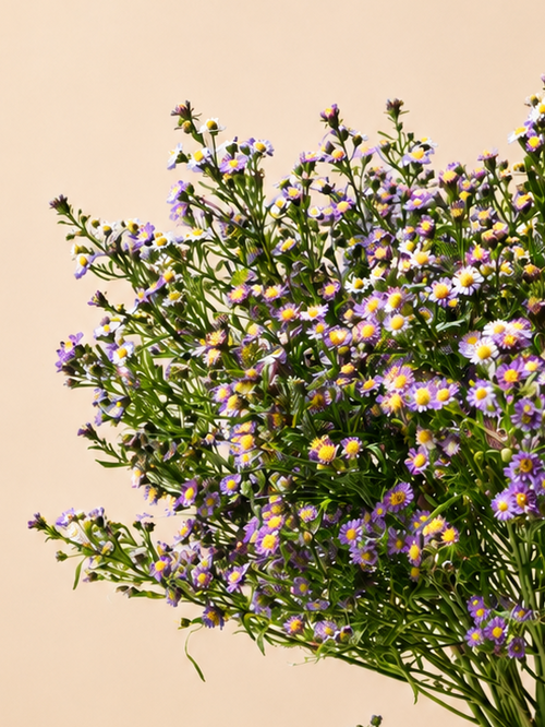 Aster