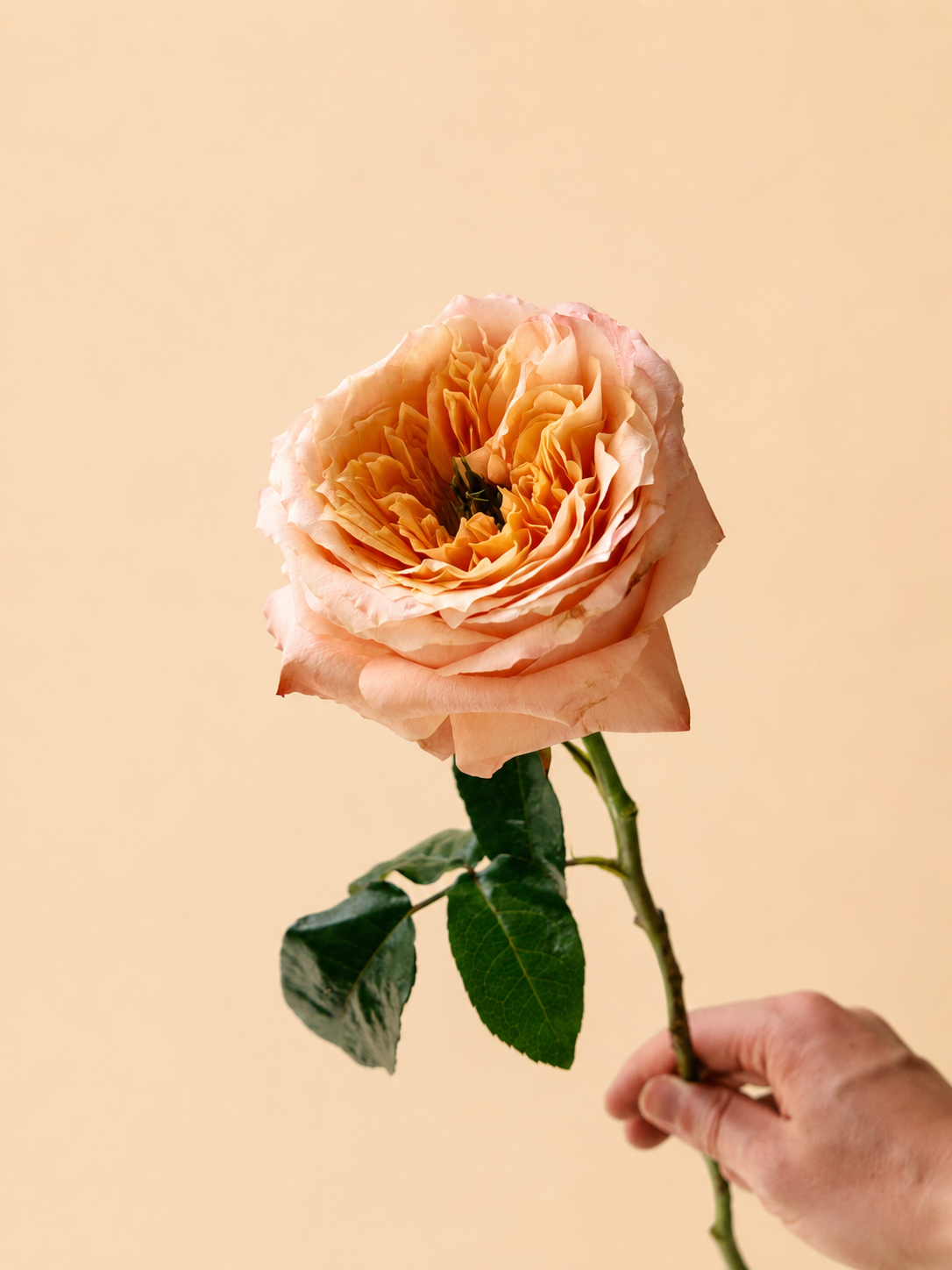Roses Melon